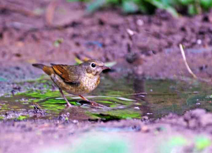 回顾2011年（金胸歌鸲）