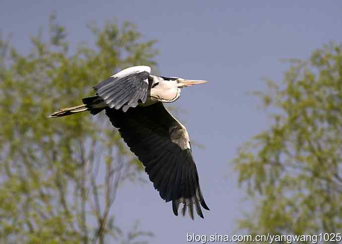 苍鹭 wbr3 苍鹭 wbr3