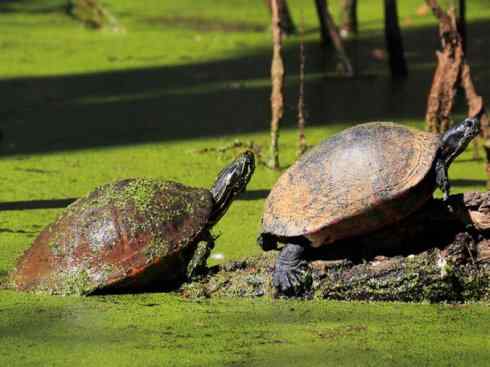 玄武：传说的兽原型探秘（鳄龟）