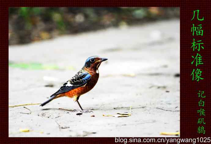 几幅标准像（记白喉矶鸫）