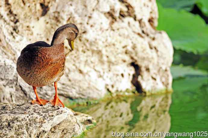 随拍野鸭 随拍野鸭
