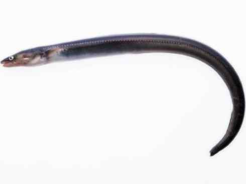 自然奇观：动物大迁徙(鳗鱼)