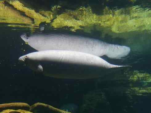 美人鱼：传说的兽原型探秘（海牛）