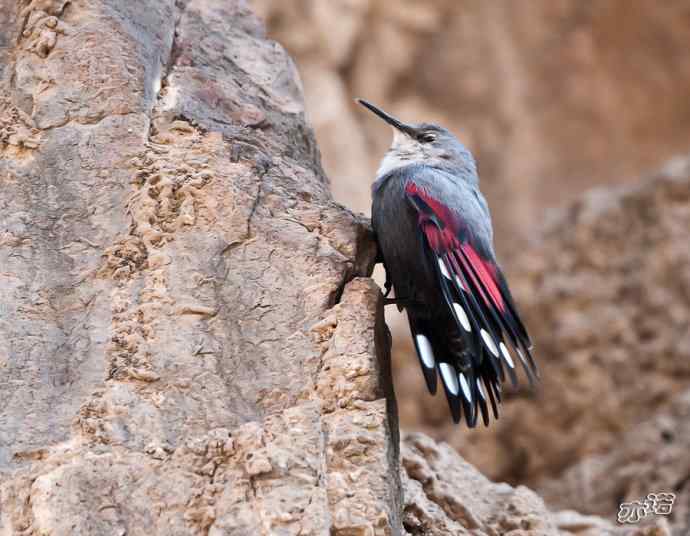 永定河峡谷 wbr路 wbr红翅旋壁雀 永定河峡谷 wbr路 wbr红翅旋壁雀