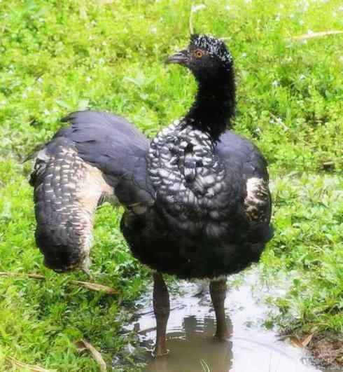 猎奇：十大奇异的雁鸭之一（叫鸭、天鹅）