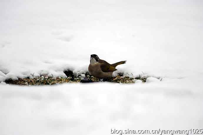 雪中的鸟儿