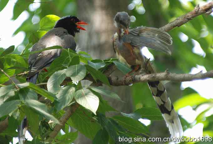 红嘴蓝鹊和它的宝宝