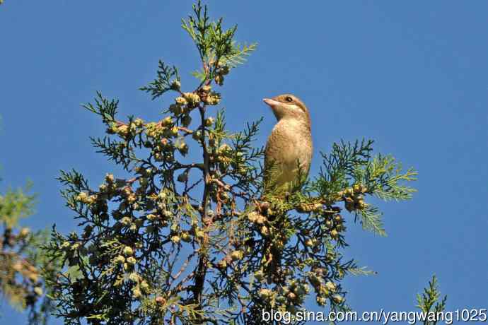 虎纹伯劳(1) 虎纹伯劳(1)