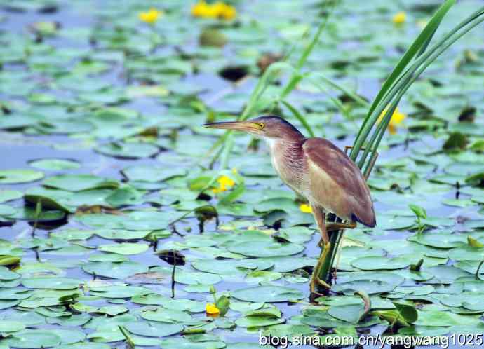 北京将府公园的鸟类——早餐（黄苇鳽捕鱼纪实续）