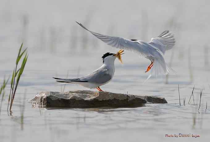白额燕鸥：丹青写意 wbr似水柔情