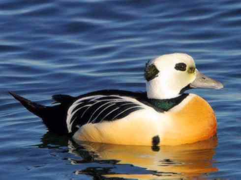 欣赏：美丽的海鸭