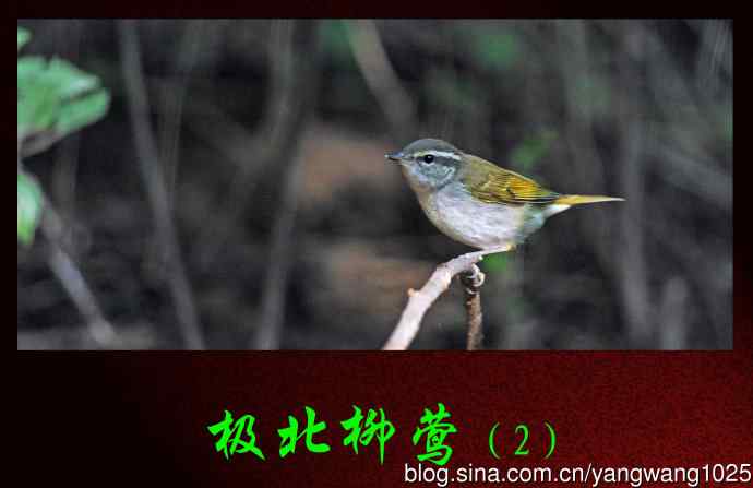 极北柳莺（2）