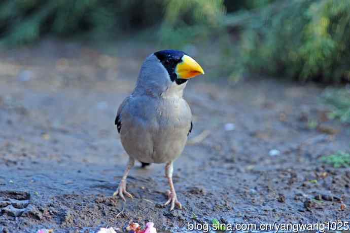 黑头蜡嘴（记录版）