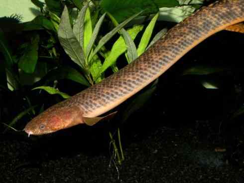 鱼类活化石:多鳍鱼 鱼类活化石:多鳍鱼