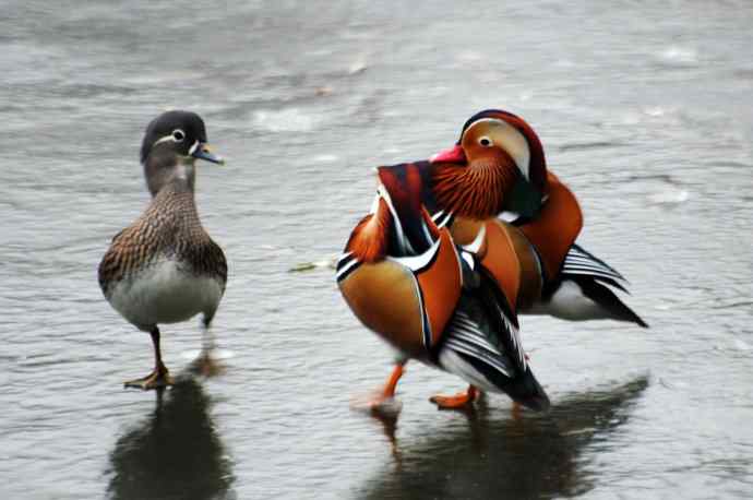 夫唱妇随（鸳鸯）