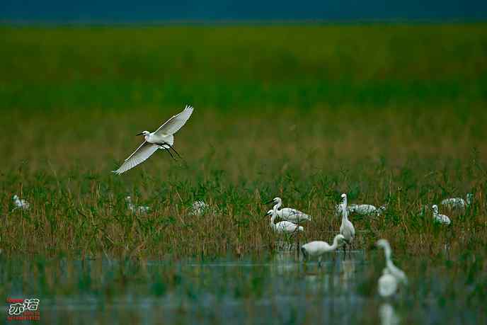 官厅水库&nbsp;wbr路&nbsp;wbr白鹭