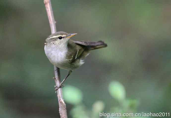 双斑绿柳莺和黄腰柳莺 双斑绿柳莺和黄腰柳莺