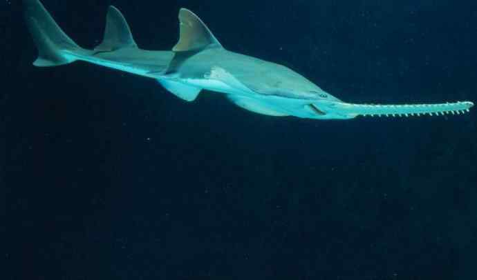 鱼类活化石:锯鳐 鱼类活化石:锯鳐