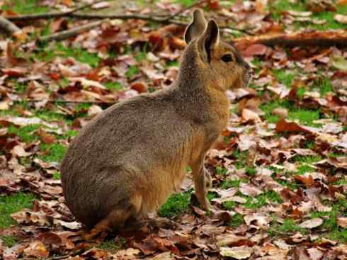 动物世界：山寨还是原创之十四
