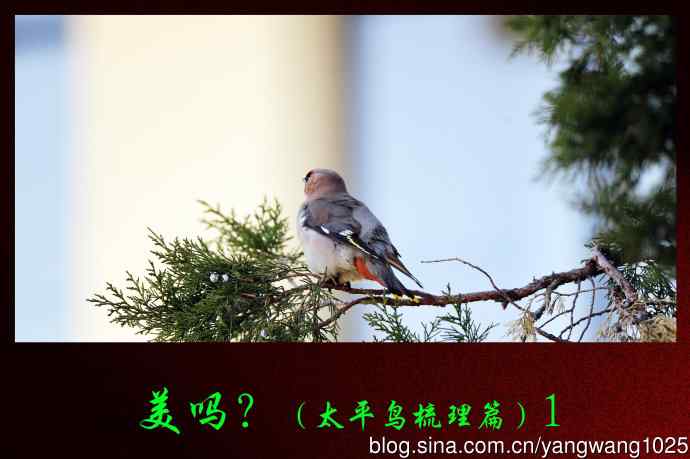 北京农业展览馆的鸟类——美吗?（太平鸟梳理篇）1