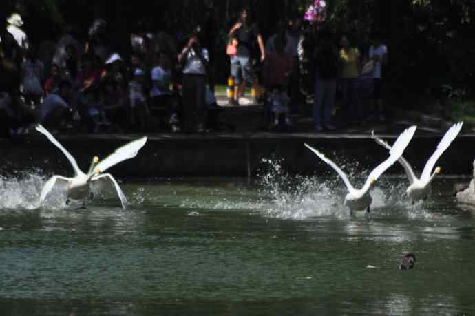 飞（白天鹅） wbr1