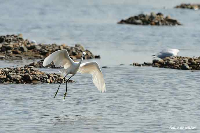 秋实（鹤鹬 wbr遗鸥 wbr扇尾沙锥 wbr金斑鸻）