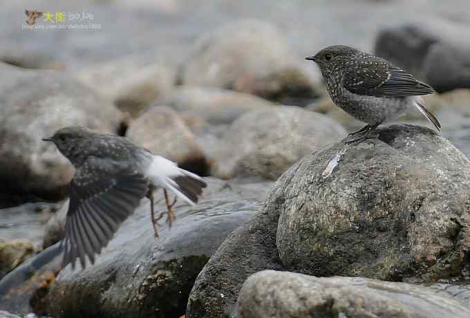父爱如山：实拍红尾水鸲和它的四个宝宝们