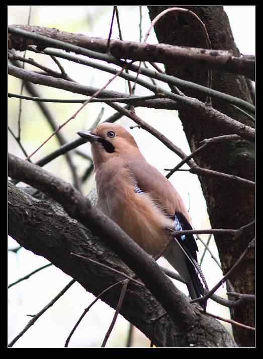 武汉观鸟会初级观鸟讲座[第6课]——武汉大学的鸫