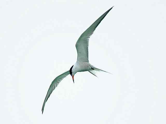 翠明湖畔观鸟儿情