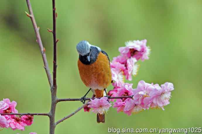 雄性北红尾鸲（26）