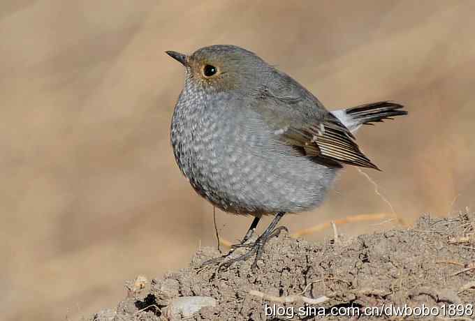 红尾水鸲和十渡众小鸟