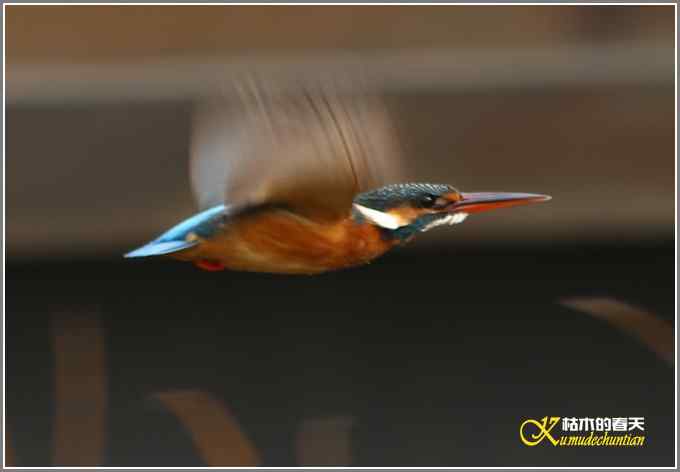 让鈥溞〈溻澐伞菊掌