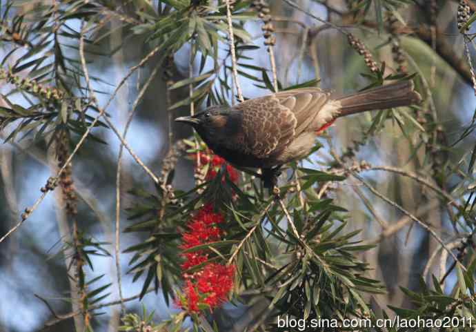 尼泊尔的鸟鈥斺敽诤砗焱勿