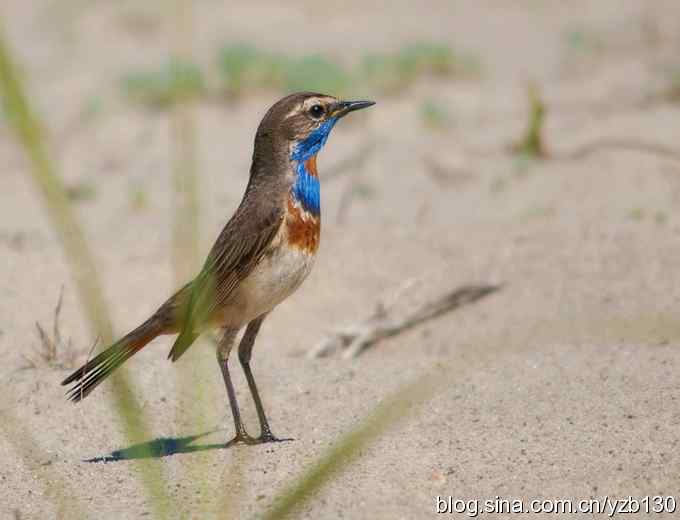 精神抖擞蓝点颏（组图，10张图片）