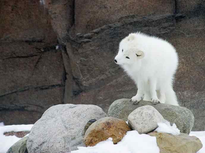 犬科：狐亚科之北极狐（雪鸮、雷鸟）