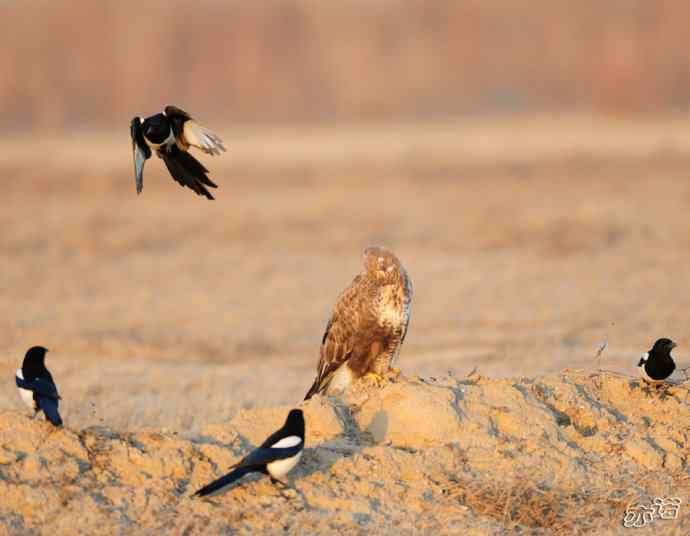 官厅水库&nbsp;wbr路&nbsp;wbr被喜鹊驱赶的毛脚鵟