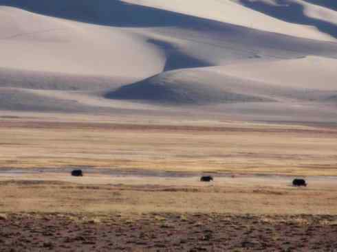 动物世界：山寨还是原创之九