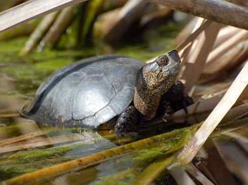 玄武：传说的兽原型探秘（水龟）