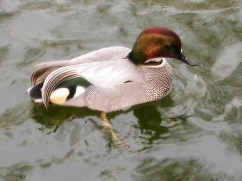 雁鸭之最之十（罗纹鸭、巨头鹊鸭、埃及雁）