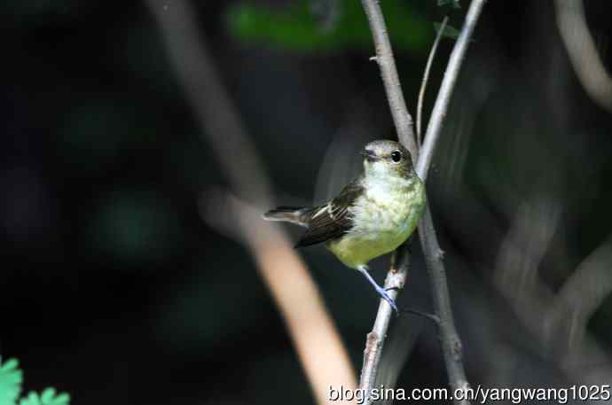 雌性白眉姬鹟(13) 雌性白眉姬鹟(13)