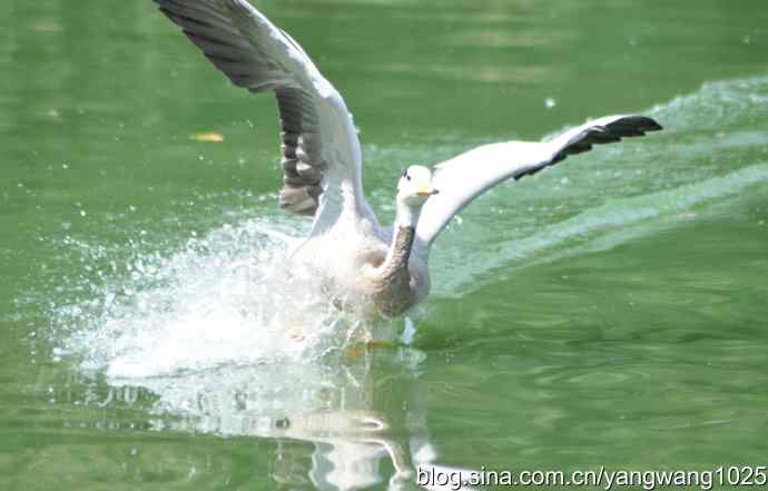飞（斑头雁、野鸭）