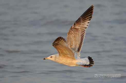 兔年第一拍鈥斺斉