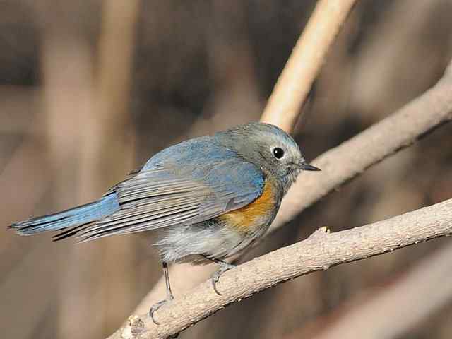 植物园拍摄红胁蓝尾鸲