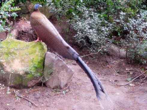 凤凰:传说中的鸟原型探秘(大眼斑雉) 凤凰:传说中的鸟原型探秘(大眼斑雉)