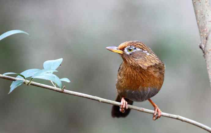 【画眉深浅入时无 wbr不如林间自在啼】（野生画眉鸟一组）