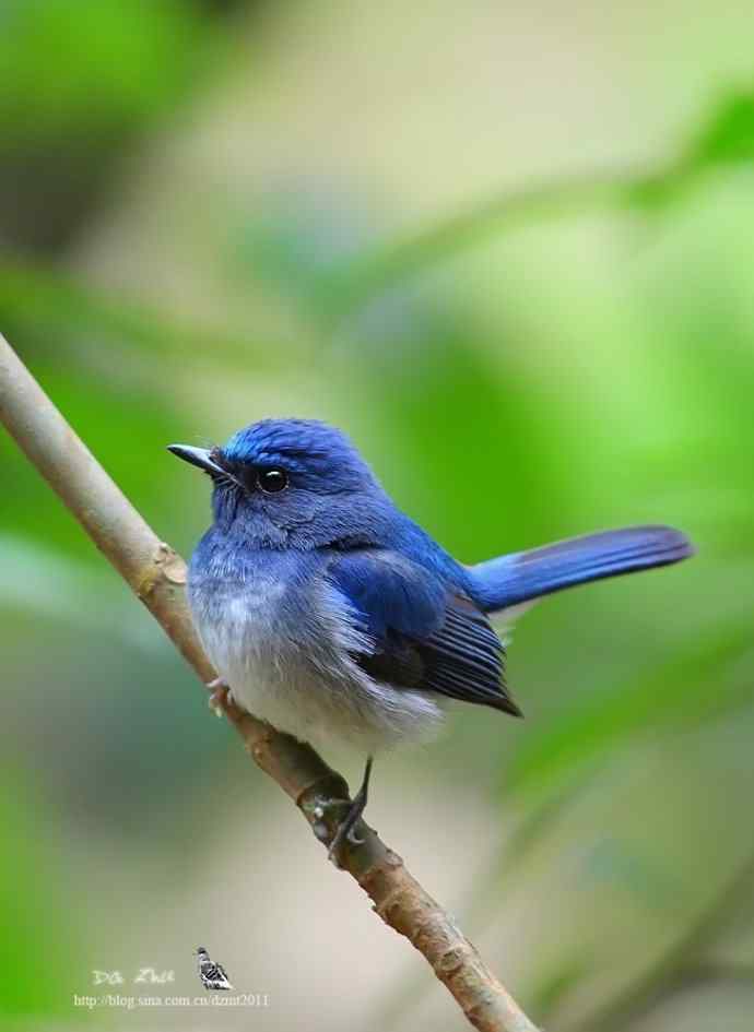 蓝精灵鈥斺敽Ｄ侠断甥l