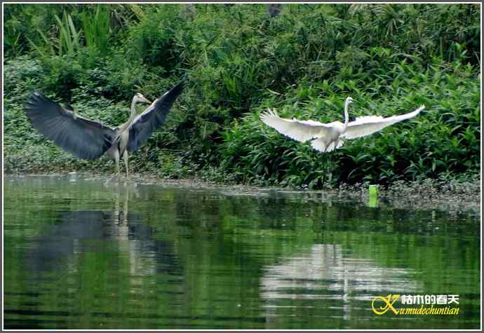 浣花来了大白鹭【照片】