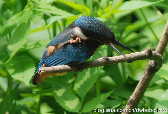小小翠儿沐浴着父爱快乐成长--献给父亲节