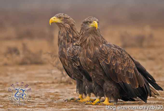 难忘断背山（组图，一个视频，20张图片）