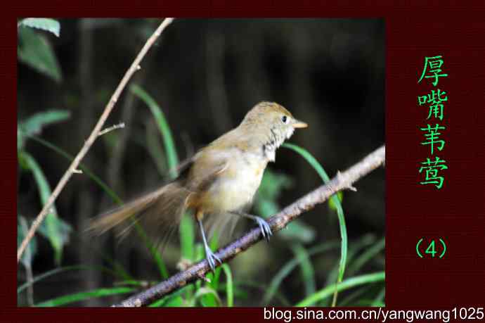 厚嘴苇莺（4）